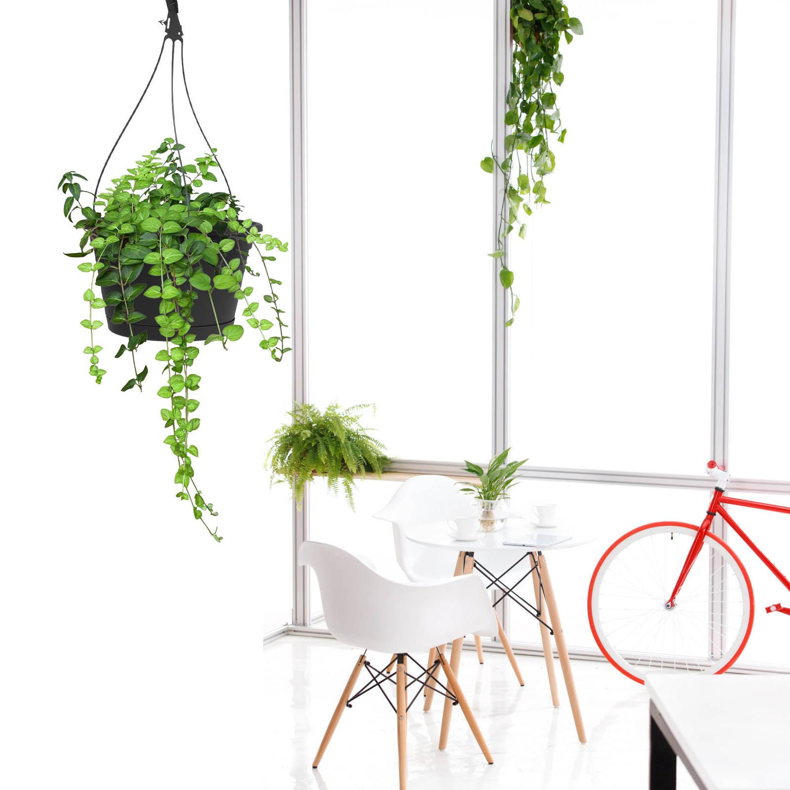1 Stück Hängender Spinnenpflan – Spider Plant Hanging Bewertung und Preis