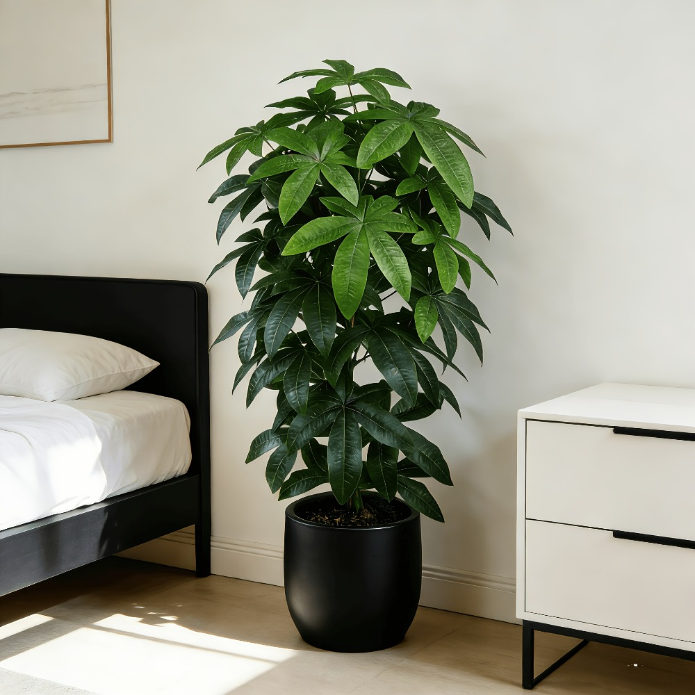 Ein künstlicher Geldbaum (Pach – Ficus Lyrata Tree Bewertung und Preis