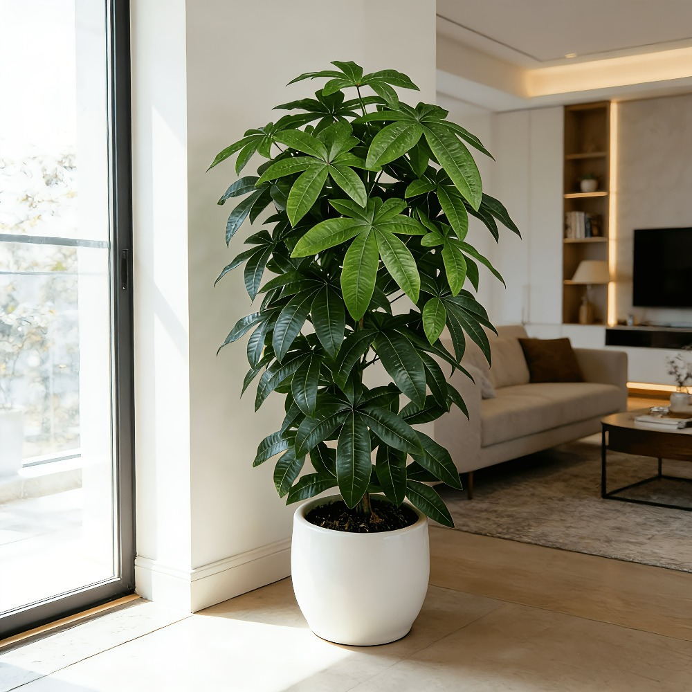 Ein künstlicher Geldbaum (Pach – Ficus Lyrata Tree Bewertung und Preis